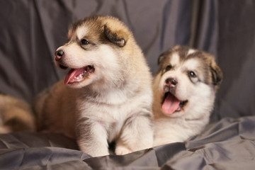 Cute little Malamute puppies lie on a gray background, sticking out their tongues