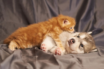 Little red kitten Maine Coon lies on a cute puppy Malamute, on a gray background