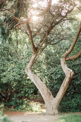 крым свадьба невеста