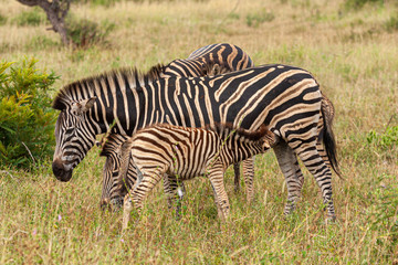 Fototapeta na wymiar zebras national park reserves and parks of south africa