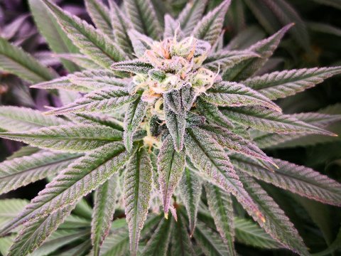 Cannabis Sativa Indica Grow Strain, THC CBD Weed Dope
