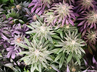 Cannabis Sativa Indica Grow Strain, THC CBD Weed Dope