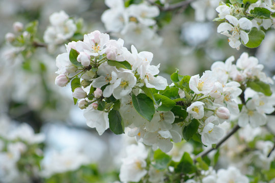 spring flower landscape with spring white apple flowers, closeup of spring apple tree in blossom