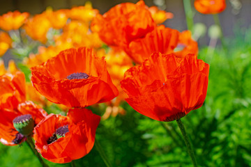 Obraz premium Close up of beautiful red blooming poppies in a field.