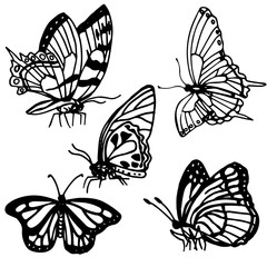 butterfly isolated hand drawn black and white sketch