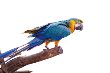 Bird Blue-and-yellow macaw standing on branches isolated white background