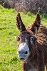Beautiful donkey on sunny day. Close-up.
