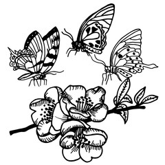 Fototapeta na wymiar butterfly isolated hand drawn black and white sketch