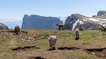 Fototapeta premium Ibexes in a mountainous atmosphere in the Vercors in France