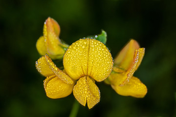 Lotus corniculatus Blossom of a German Hornklee wet with dew drops