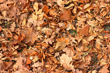 Top view of a layer of fallen dry oak leaves on the ground in the forest
