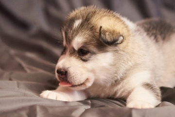 Portrait of a cute Malamute puppy with a tongue sticking out