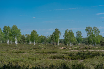 Fototapeta na wymiar Landscape of a nature reserve with heather (erica) plants and birches