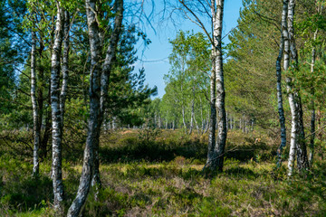 Landscape of a nature reserve with heather (erica) plants and birches