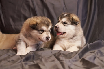 Cute Malamute puppies lie on a gray background, one of them stuck out his tongue
