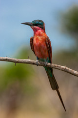 carmine bee eater bird of the kruger national park reserves and parks of south africa