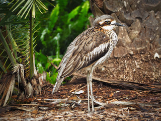 Bustard