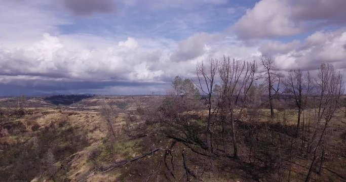 aerial drone shot of the cliff  Peregrine Point Disc Golf, Chico CA. with burnt trees without leafs,nature recovering concept