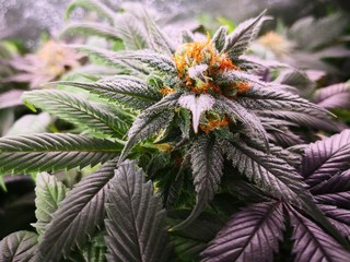 Cannabis Sativa Indica Grow Strain, THC CBD Weed Dope