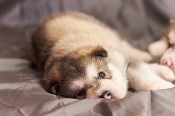 Cute Malamute puppy lying on grey background