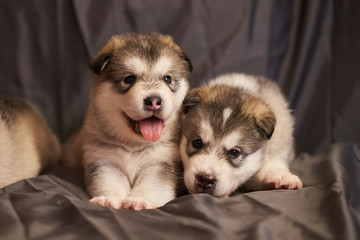 Cute Malamute puppies lie on a gray background