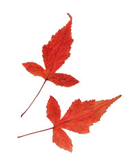 Set of red autumn maple leaves