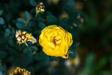 yellow rose