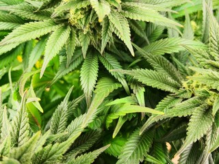 Cannabis Sativa Indica Grow Strain, THC CBD Weed Dope