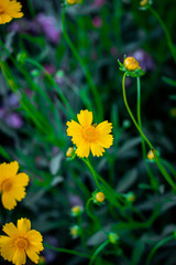 yellow flowers on background of green grass