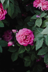 pink flowers in the garden