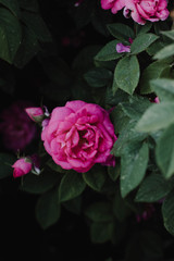 pink flowers in the garden