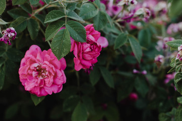 Fototapeta premium pink flowers in the garden