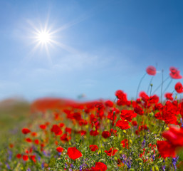 Fototapeta na wymiar beautiful red poppy flowers under a sparkle sun