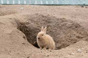 大久野島のうさぎ