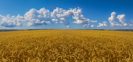 beautiful summer golden wheat field panorama