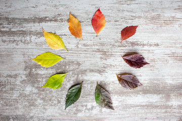 Composition of colorful fall leaves
