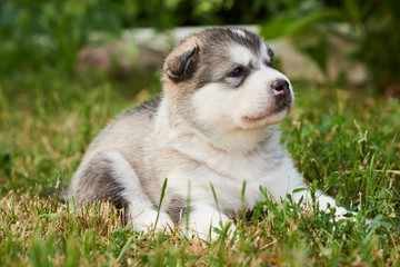 Cute plump puppy Malamute lying on the grass