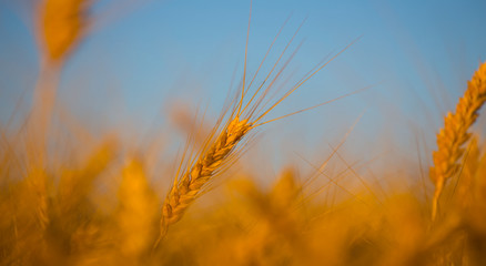 closeup golden wheat ear on a blue sky background