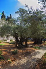  The path Garden of Gethsemane