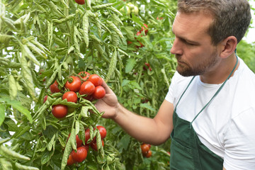 Gärtner im Gewächshaus mit tomaten - Anbau von Gemüse // Gardener in a greenhouse with tomatoes - growing vegetables