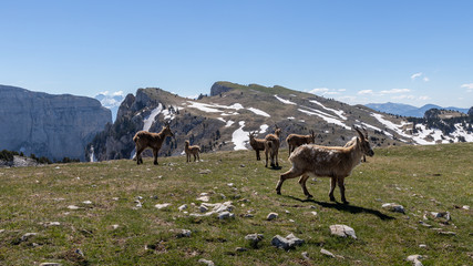 Fototapeta premium Ibexes in a mountainous atmosphere in the Vercors in France