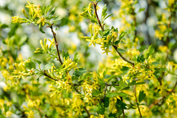 Spring yellow blossom in a summer day. Blooming yellow tree over blue sky. Flowering forsythia in springtime.  Flower spring background, 8 March, Easter.