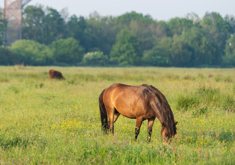 Naklejka na ściany i meble Pony grazing in a meadow of a nature reserve in Holland. Onlanden, Peize.