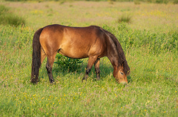 Naklejka na ściany i meble Pony grazing in a meadow of a nature reserve in Holland. Onlanden, Peize.