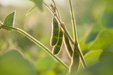 Young green pods of varietal soybeans on the stem of a plant in a soybean field in the morning during the active growth of crops. Selective focus.