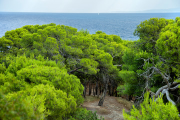 Trees of Pinewood in a sunny day at the island of Tremiti south of Italy