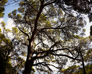 Trees of Pinewood in a sunny day at the island of Tremiti south of Italy