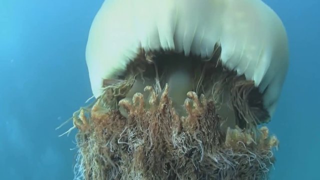 a giant jellyfish (Nemopilema Nomirai) in the waters of the yellow sea