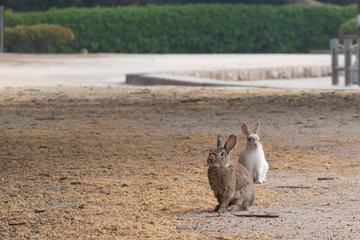 大久野島のうさぎ