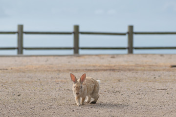 大久野島のうさぎ